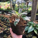 Calathea White Fusion Live Plants | DHL express and Free Phytosanitary