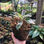 Calathea White Fusion Live Plants | DHL express and Free Phytosanitary