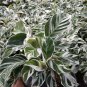 Calathea White Fusion Live Plants | DHL express and Free Phytosanitary