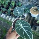 Alocasia Black Velvet Live Plants | DHL express and Free Phytosanitary