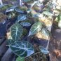 Alocasia Black Velvet Live Plants | DHL express and Free Phytosanitary