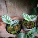 Alocasia Dragon Silver Live Plants | DHL express and Free Phytosanitary