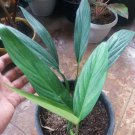 Epripenum Amplissimum Live Plants | DHL express and Free Phytosanitary