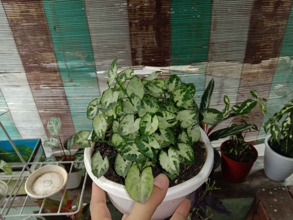 3x Medium Syngonium Mini Pixie Live Plants | DHL express and Free Phytosanitary