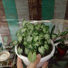 3x Medium Syngonium Mini Pixie Live Plants | DHL express and Free Phytosanitary
