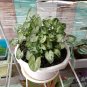 3x Medium Syngonium Mini Pixie Live Plants | DHL express and Free Phytosanitary