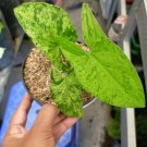 Syngonium Mojito Live Plants | DHL express and Free Phytosanitary