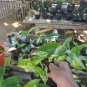 Syngonium Mojito Live Plants | DHL express and Free Phytosanitary