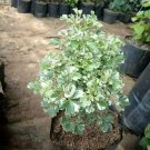 Polyscias Fruticosa Variagated Live Plants | DHL express and Free Phytosanitary