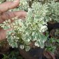 Polyscias Fruticosa Variagated Live Plants | DHL express and Free Phytosanitary