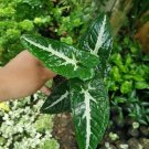 Syngonium Wendlandii Live Plants | DHL express and Free Phytosanitary