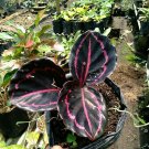 Calathea Black Lipstick Live Plants | DHL express and Free Phytosanitary