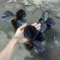 Calathea Black Lipstick Live Plants | DHL express and Free Phytosanitary