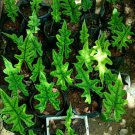 Alocasia Jacklyn Live Plants shipped by DHL express and equiped with Free Phytosanitary Certificate