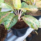 Aglaonema sparkling sarah evergreen chinese the beautiful tropical house live plants