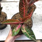 Rare Aglaonema Pride of Sumatra the beautiful tropical house live plants