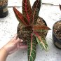 Rare Aglaonema Pride of Sumatra the beautiful tropical house live plants