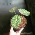 Alocasia Watsoniana the beautiful tropical house live plants
