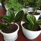 Calathea Green Lipstik the beautiful tropical house live plants