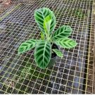 Calathea Zebrina the beautiful tropical house live plants