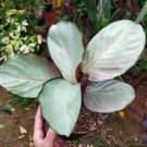Calathea Silver Plate the Beautiful Tropical House Live Plants