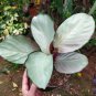 Calathea Silver Plate the Beautiful Tropical House Live Plants