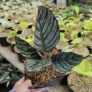 Calathea Ornata the Beautiful Tropical House Live Plants