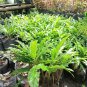 5x Calathea Rufibarba the Beautiful Tropical House Live Plants