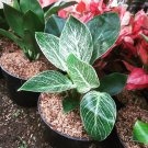 Philodendron Birkin the Beautiful Tropical House Live Plants