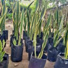 Sansevieria Trifasciata Mother in Law Tongue Snake Plant Air Purifying Plant