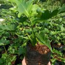 Rare Philodendron Selloum the Beautiful Tropical House Live Plants