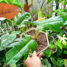 Philodendron Mayoi the Beautiful Tropical House Live Plants