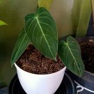 Philodendron Melanocrhysum the Beautiful Tropical House Live Plants