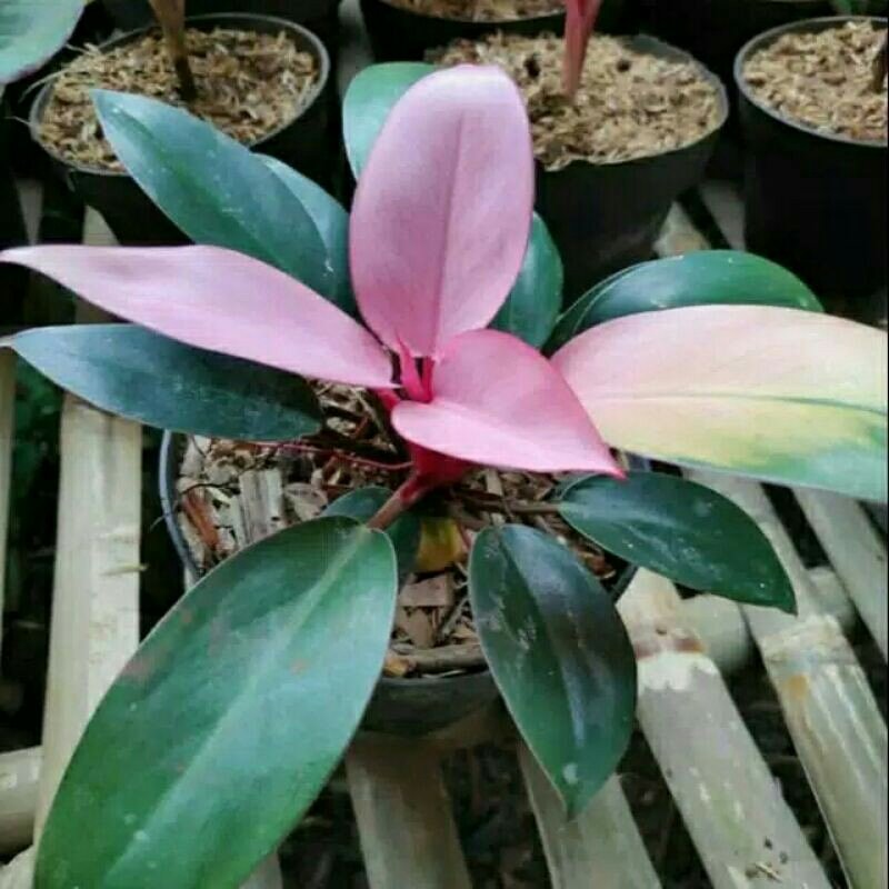 Philodendron Pink Congo Live Plants | DHL express and Free Phytosanitary