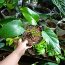 Philodendron Giganteum Marble the Rare and Beautiful Tropical House Live Plants