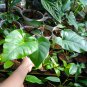 Philodendron Giganteum Marble the Rare and Beautiful Tropical House Live Plants