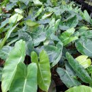 Philodendron Burlemarx the Rare and Beautiful Tropical House Live Plants