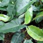 Philodendron Burlemarx the Rare and Beautiful Tropical House Live Plants
