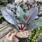 Philodendron Black Cardinal the Rare and Beautiful Tropical House Live Plants