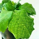 Calathea Musaica the Rare and Beautiful Calathea Tropical House Live Plants
