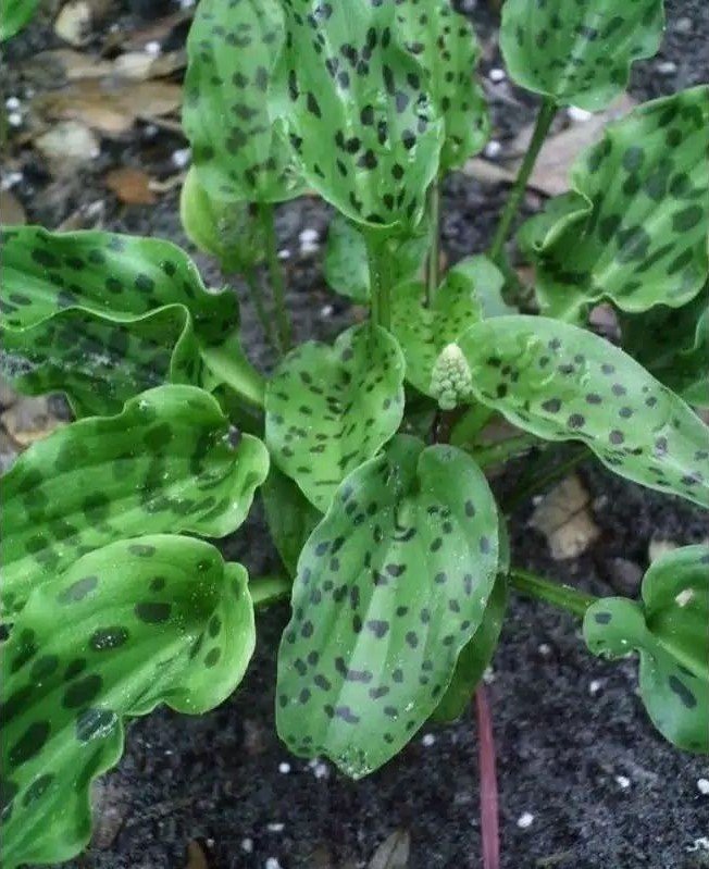 3x Drimiopsis Maculata Rare and Beautiful for Live Plants Tropical Indoor Outdoor