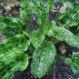 3x Drimiopsis Maculata Rare and Beautiful for Live Plants Tropical Indoor Outdoor