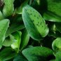 3x Drimiopsis Maculata Rare and Beautiful for Live Plants Tropical Indoor Outdoor