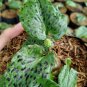 3x Drimiopsis Maculata Rare and Beautiful for Live Plants Tropical Indoor Outdoor