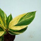 Alpinia Zerumbet Variegated Rare and Beautiful for Live Plants Tropical Indoor Outdoor