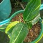 Alpinia Zerumbet Variegated Rare and Beautiful for Live Plants Tropical Indoor Outdoor