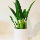 Philodendron Martianum the Beautiful Tropical House Live Plants