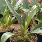 Philodendron Martianum the Beautiful Tropical House Live Plants
