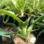 Philodendron Martianum the Beautiful Tropical House Live Plants