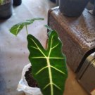 Alocasia Frydek Rare and Beautiful for Live Plants Tropical Indoor Outdoor